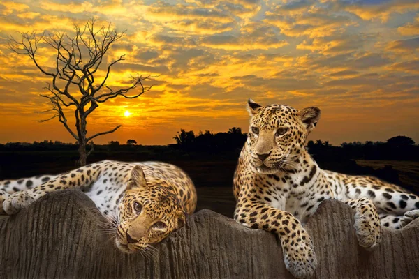 Leopard — Stock Photo, Image