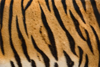 doku Tiger skin.