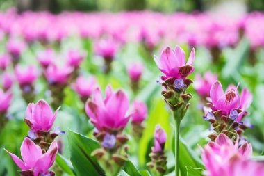 Tayland 'da pembe çiçeklenme Siam Tulips.