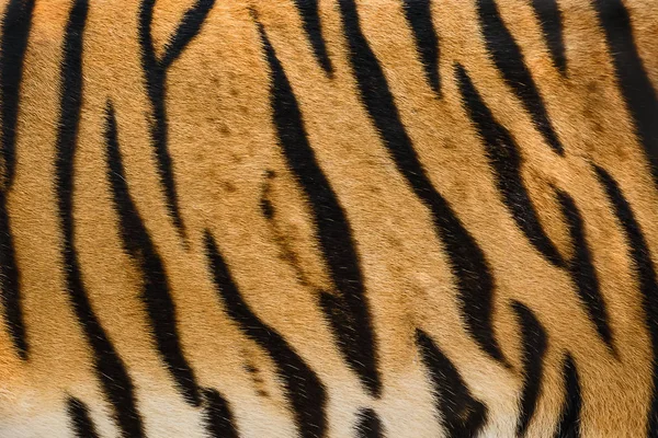 Textur der Tigerhaut. — Stockfoto