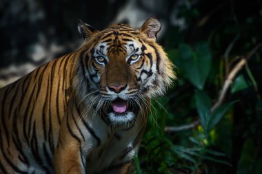 tiger portresi.