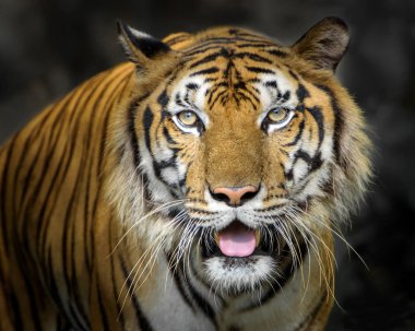 tiger portresi.