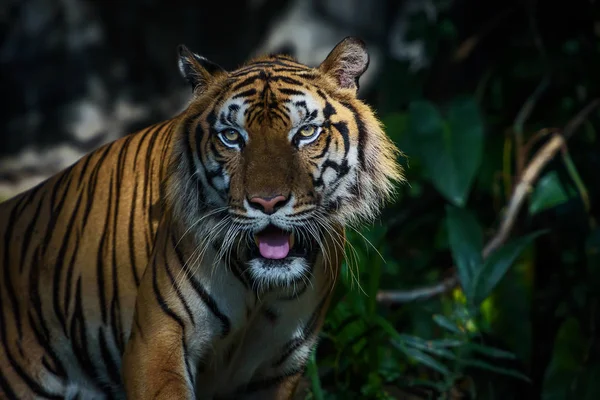Πορτρέτο της τίγρης. — Φωτογραφία Αρχείου