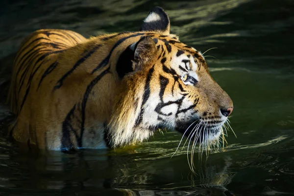 Porträtt av tiger. — Stockfoto