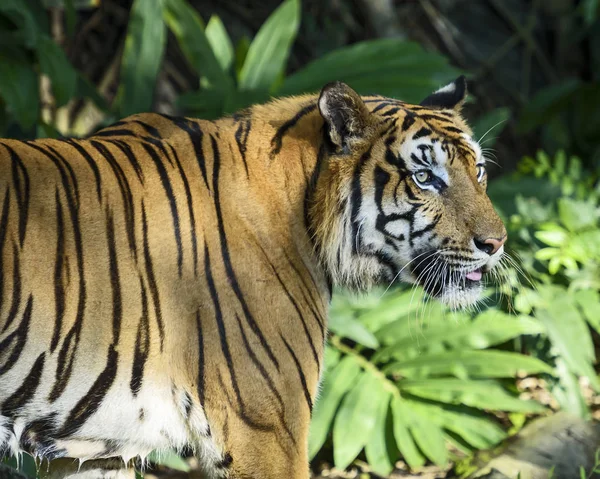 Porträt des Tigers. — Stockfoto