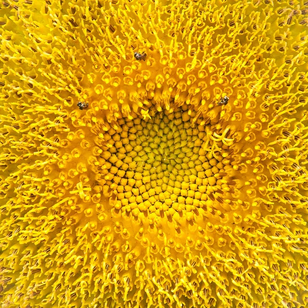 Close-up young sunflower. — Stock Photo, Image