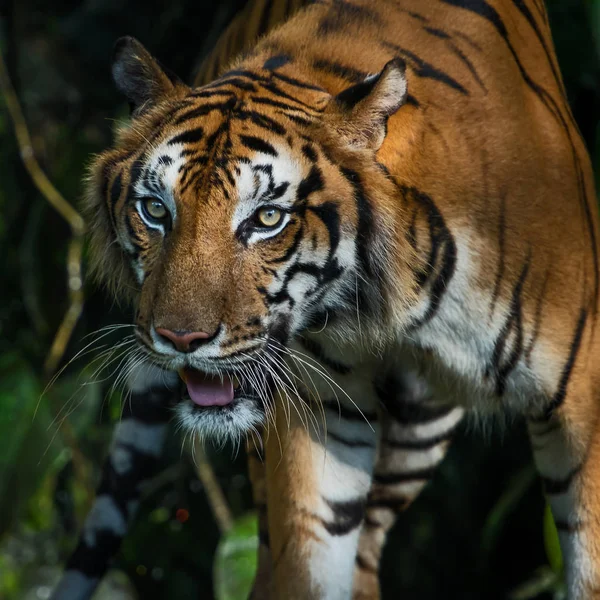 Foto's van Tiger natuurlijk. — Stockfoto