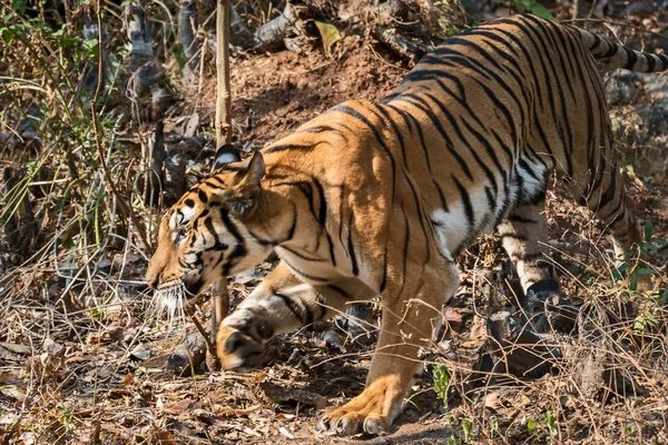 Photos of tiger naturally. — Stock Photo, Image