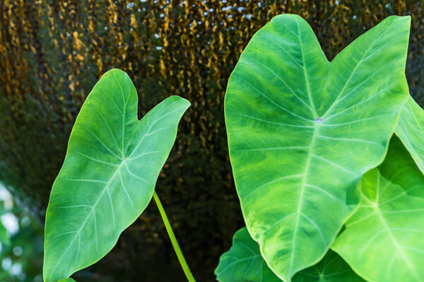 Elephant Ear Bulbs leaf.