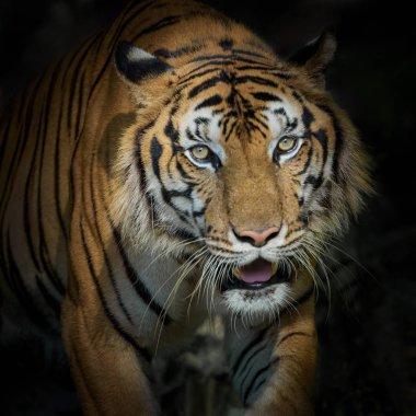 tiger portresi.