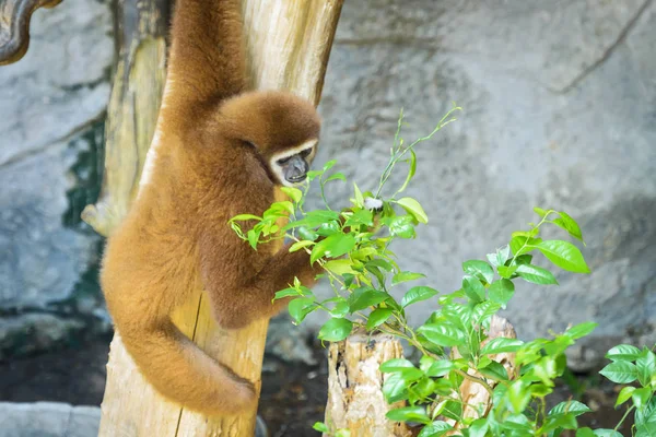 Wit-handige Gibbon. (Hylobates lar) — Stockfoto