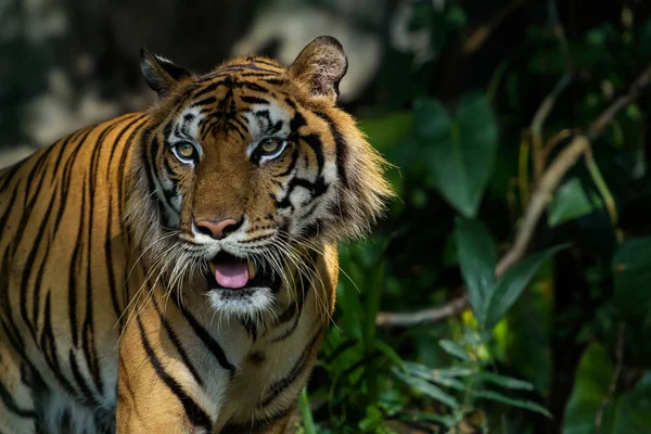 Portrait de tigre . — Photo
