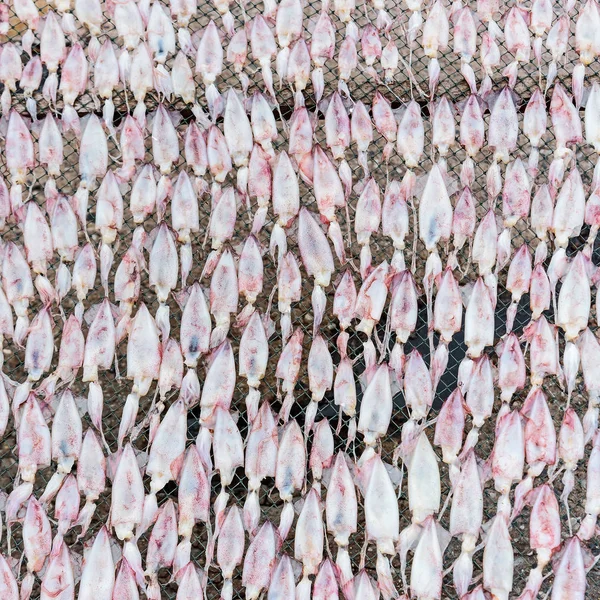 Gedroogde inktvis op de visserij-boerderij. — Stockfoto