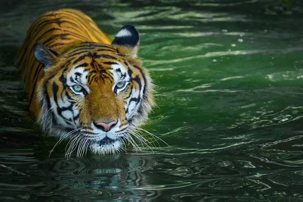 Fotos de tigre naturalmente . — Fotografia de Stock