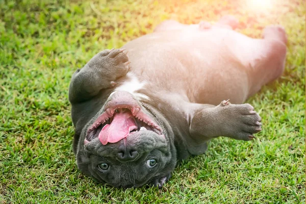 Primer plano americano matón perro . — Foto de Stock