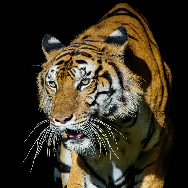 Foto di tigre naturalmente . — Foto Stock