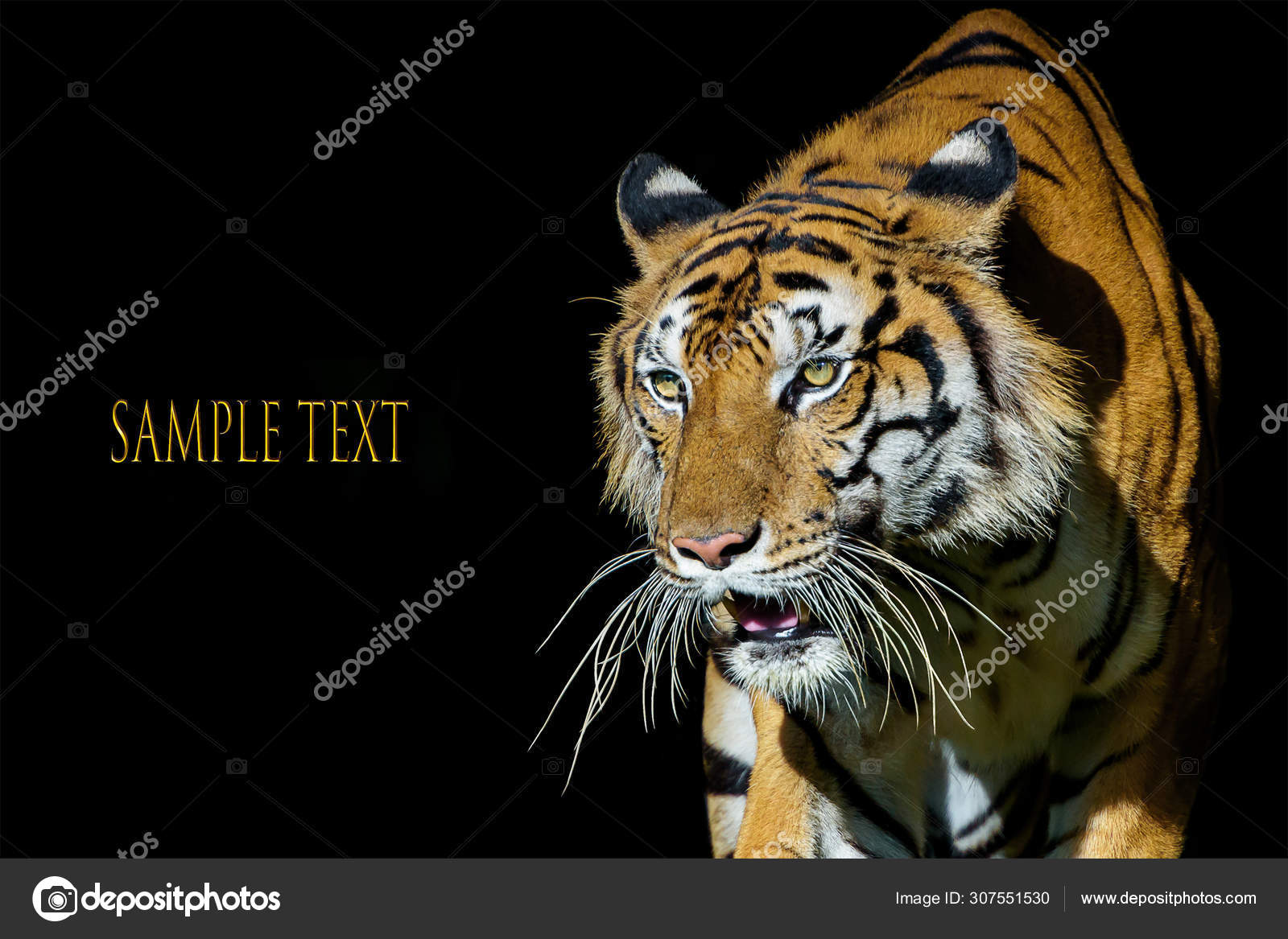 Photos of tiger naturally. Stock Photo by ©Appstock 307551530