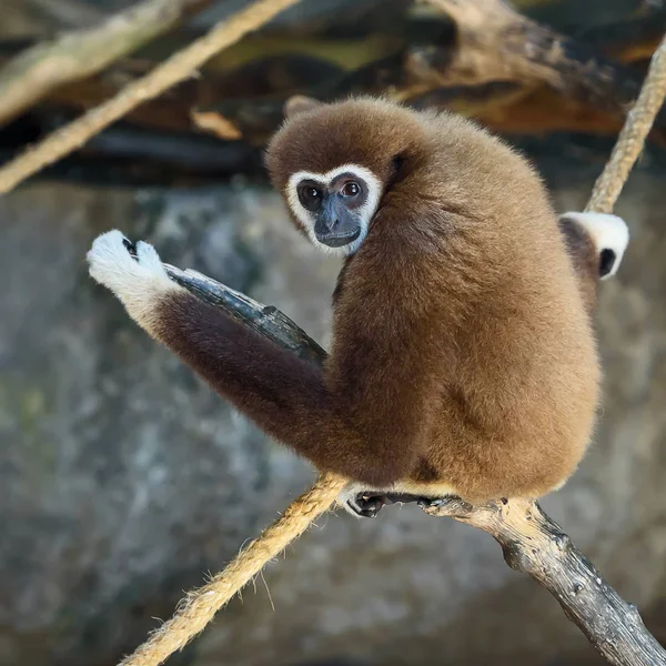 Bílý gibbon. — Stock fotografie