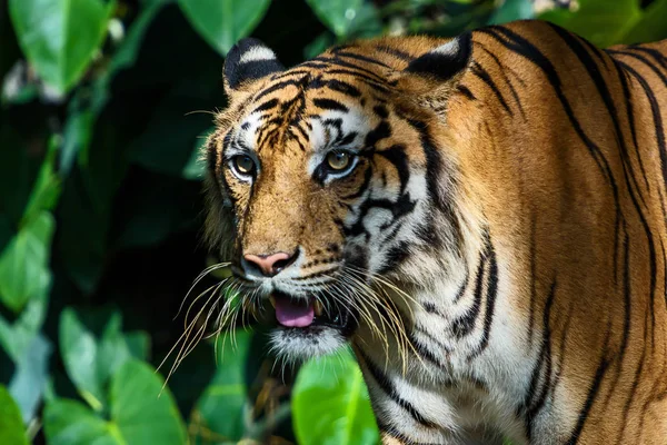 Zdjęcia tygrysa naturalnie. — Zdjęcie stockowe