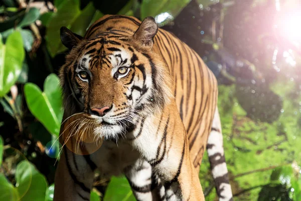 Foto's van Tiger natuurlijk. — Stockfoto