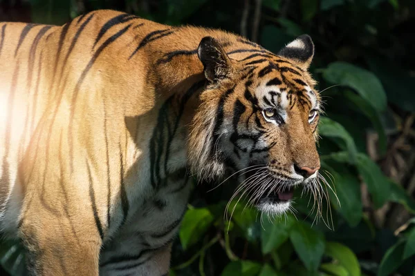 Fotos von Tiger natürlich. — Stockfoto