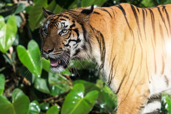 Fotos von Tiger natürlich. — Stockfoto
