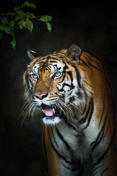 Photos de tigre naturellement . — Photo