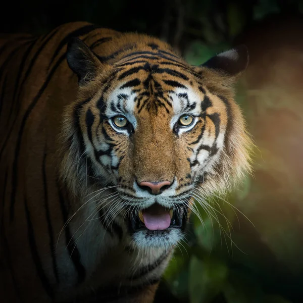 Photos of tiger naturally. — Stock Photo, Image