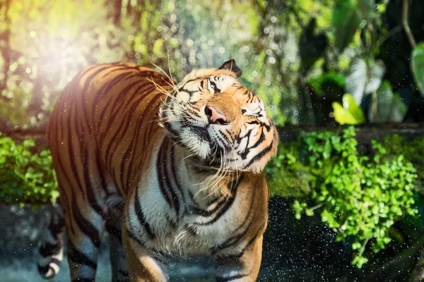 Képek Tiger természetesen. — Stock Fotó
