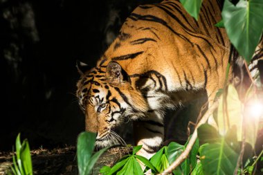 Tiger ormanda yiyecek bir şeyler arıyor. (Panthera tigris corbetti) doğal habitatta, Tayland 'da doğal habitatta vahşi ve tehlikeli bir hayvan