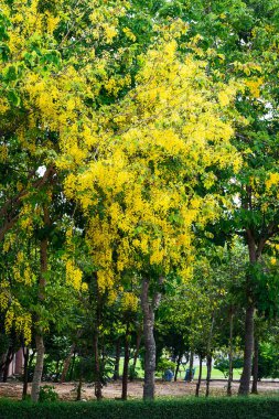 Parkta Cassia fistül çiçeği.