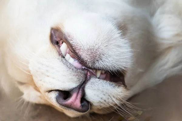 Mouth Nose White Lion Lying — Stock Photo, Image