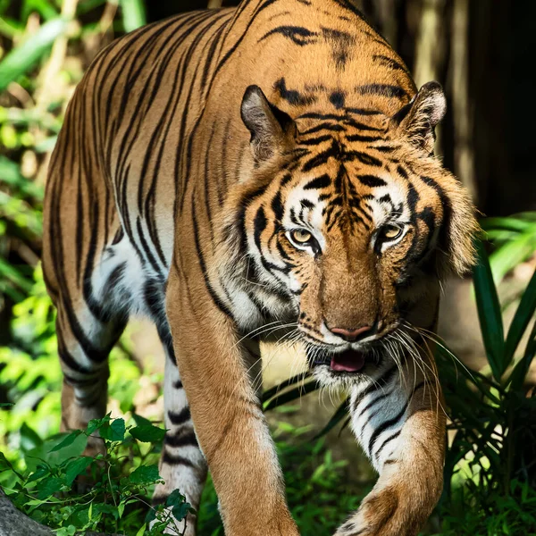Tigre Veio Ter Comigo Olhos Dele Parecem Muito Assustadores — Fotografia de Stock