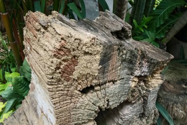 Eski ağaç kütüğünün yakın plan detayları