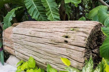 Eski ağaç kütüğünün yakın plan detayları