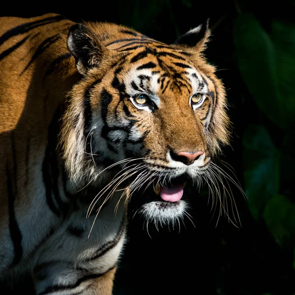 老虎脸的特写 Panthera Tigris Corbetti Natural Habitat Wild Dangerous Animal Natural — 图库照片