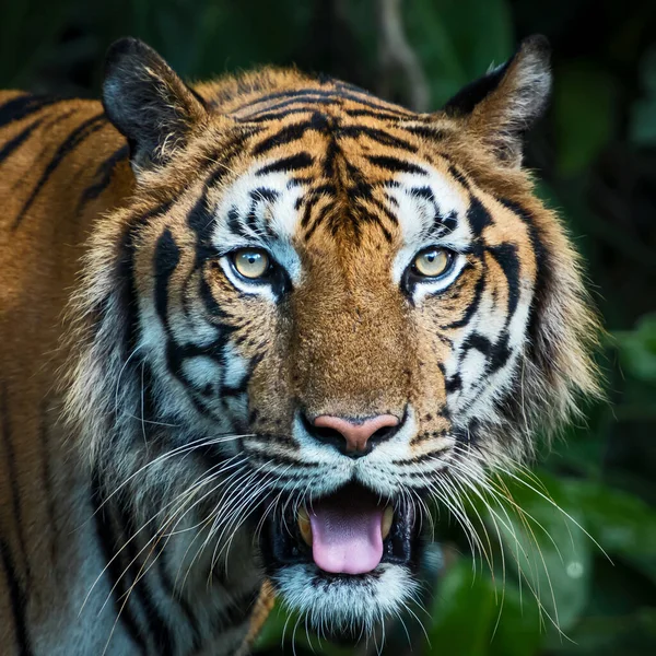 老虎脸的特写 Panthera Tigris Corbetti Natural Habitat Wild Dangerous Animal Natural — 图库照片