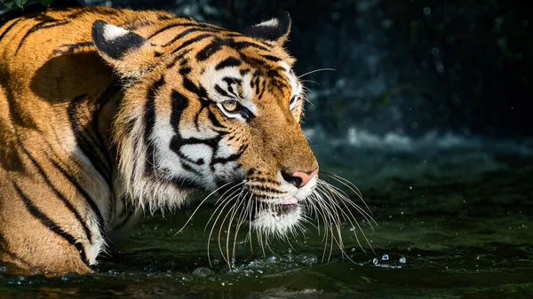 Tigre Ficou Lagoa Olhou Algo Seriamente Panthera Tigris Corbetti Habitat — Fotografia de Stock