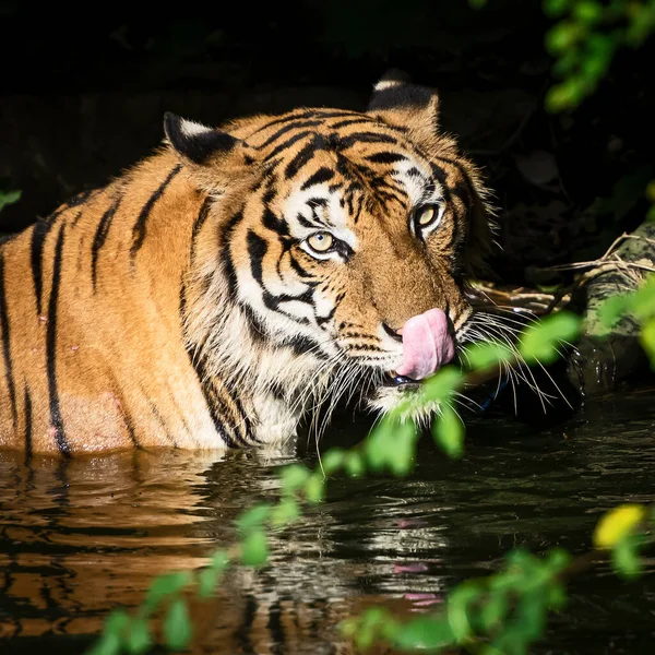 Tiger Stood Pond Looked Something Seriously Panthera Tigris Corbetti Natural — Stock Photo, Image