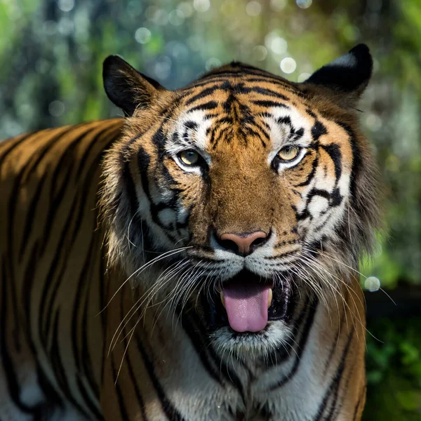 Tigre Guardò Gli Occhi Che Sembravano Così Spaventosi — Foto Stock