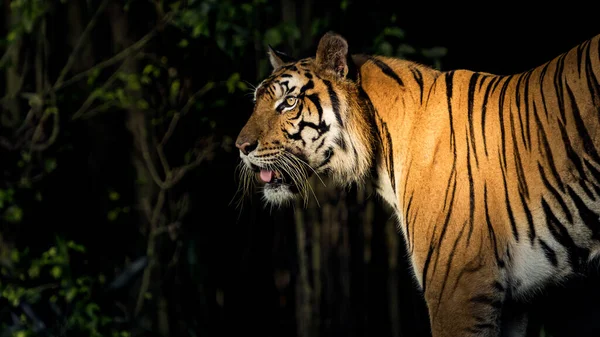 タイガーは森の中で食べ物を見つけるために影から出て行く — ストック写真