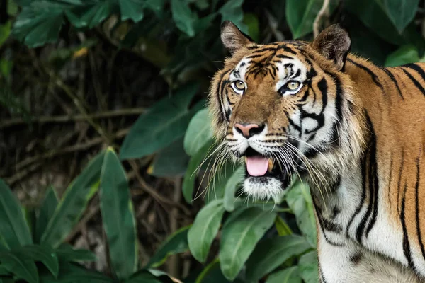 虎は興味を持って何かを見て立っている — ストック写真