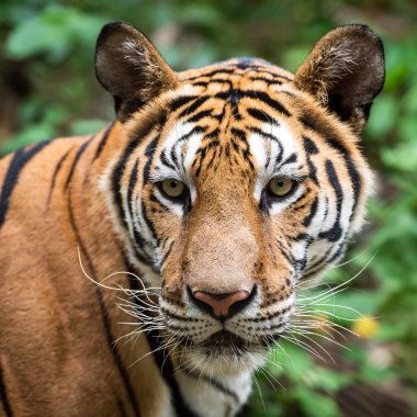 Bir kaplanın yüzüne yakın çekim. (Panthera tigris corbetti) doğal habitatta, Tayland 'da doğal habitatta vahşi ve tehlikeli bir hayvan