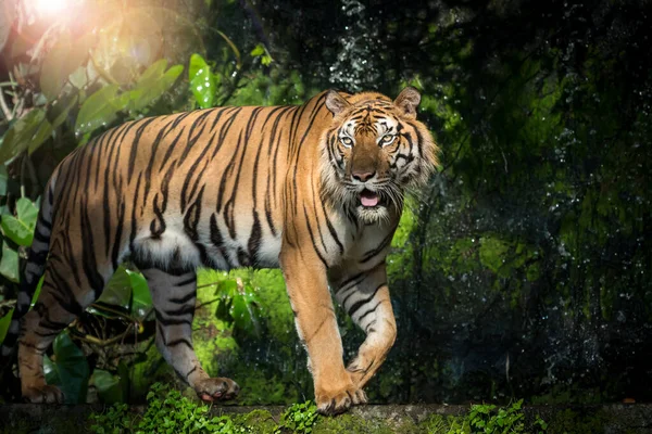 Tijger Zoek Naar Voedsel Het Bos Panthera Tigris Corbetti Natuurlijke — Stockfoto