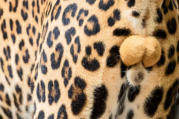 Close Dos Órgãos Leopardo Macho — Fotografia de Stock