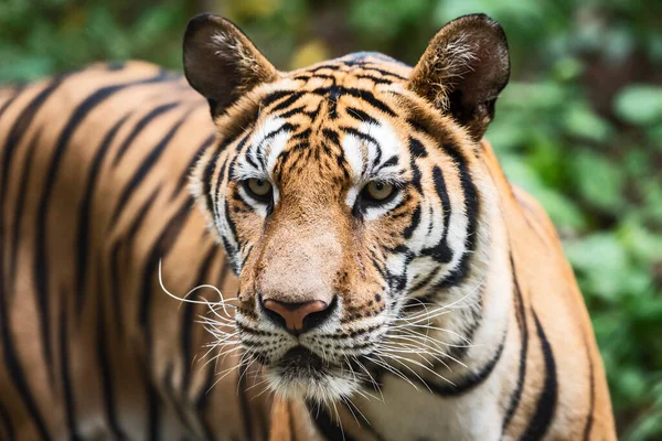 Der Tiger Sucht Nahrung Wald Wildtier Der Natur — Stockfoto