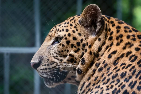 Primo Piano Una Faccia Leopardo — Foto Stock