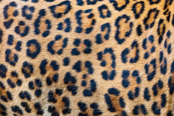 Leopar Kürkü Arka Planı Gerçek Kürk — Stok fotoğraf