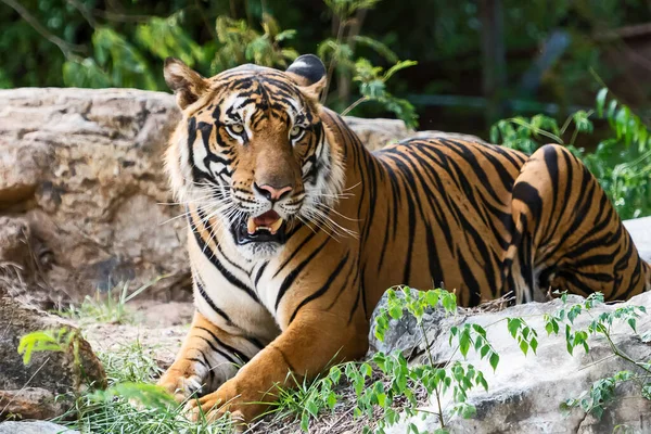 Tagsüber Ruht Der Tiger Zoo Gehege Wildtier Der Natur — Stockfoto