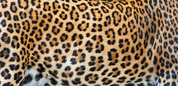 Leopar Kürkü Arka Planı Gerçek Kürk — Stok fotoğraf